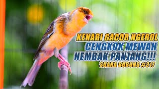 SUARA BURUNG |317| Kenari GACOR PANJANG INI Cocok untuk Masteran KENARI PAUD dan Kenari Macet BUNYI