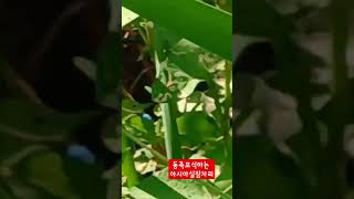 최후의먹이사슬 #아시아실잠자리 #방울실잠자리