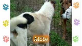 Alfio - un cane da adottare