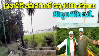 Prabhas Village Tour | Mogaltur Prabhas Village  Home Tour | NN Media Trending