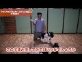 【犬種紹介】アメリカンコッカースパニエルの話。現役ドックトレーナーによる犬種紹介です！