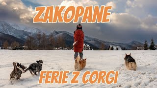 Zakopane: Ferie z pieskami corgi. Nasze 9 dni w Stolicy Tatr z czwórką corgi!