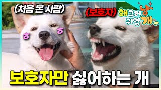 “섭섭하고 서운해요” 엄마 보호자한테만 이빨을 드러내는 순둥이 개! 어떠한 계기도 없이 변해버린 개 때문에 보호자는 답답할 뿐 │#왜그러냥귀엽개