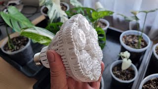 LED Pflanzenlampe Sansi 36W Vollspectrum. Monstera drücken neue Blätter