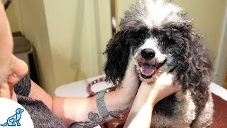 Toy Poodle Grooming At Home, On A Budget (And It Shows)