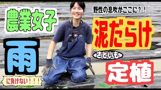 【雨の圃場】農業女子泥だらけのサトイモ定植【野性の唄】父と娘の田舎で農業