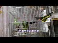 アオボウシインコ　ドスのおしゃべり　歌って踊ったら疲れたの巻