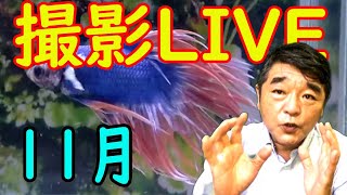 新魚撮影ライブ♬【2021年11月5日】ベタの何でも相談室別館