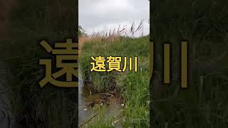 2023.4.25初！福岡県遠賀川雰囲気も気分も最高です！遠賀川ブラックバス釣り！ #ルアーフィッシング #fishing