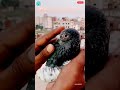 pigeon treatment 😥🕊️ pets pigeon duiven kabotar pigeonforge pigeonfancier instagram palomas کبوتر