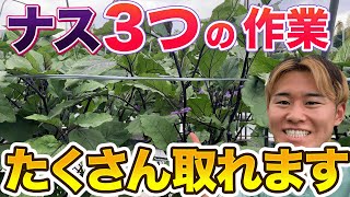 【危険】ナス栽培でこの作業をやらないと全然育たなくなる可能性があります！収穫が始まったらやってほしい作業について説明します