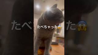 ティッシュが好きすぎて食べちゃう猫 #ブリティッシュショートヘア #ネコ #cat