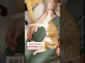 【保護猫】お膝の上で爆睡する甘えん坊子猫 shorts 保護猫 子猫 cat