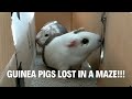 I Trapped My Guinea Pigs In A Maze To See What They Do!