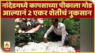 #FarmerLoss नांदेडमध्ये कापसाच्या पीकाला मोड आल्यानं 2 एकर शेतीचं नुकसान, कापसाची शेती पाण्यात