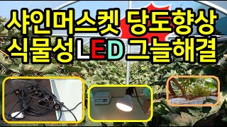 사인머스켓 당도부족 햇빛부족 탓 / LED전구로 햇빛만들기