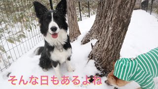 犬と行く旅行は予想外の展開でも楽しいのである【ペットと泊まれる宿】エンゼルフォレスト那須白河