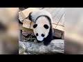 12月7日 妹猪第二次跳贵妃椅，摔倒了磕到下巴，看着真的很痛 cutepandastatus 大熊猫妹猪 大熊猫萌萌