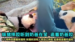 12月7日 妹猪第二次跳贵妃椅，摔倒了磕到下巴，看着真的很痛#cutepandastatus  #大熊猫妹猪 #大熊猫萌萌