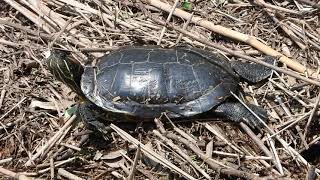 アカミミガメCommon slider (Trachemys scripta) 爬虫綱カメ目ヌマガメ科アカミミガメ属　DSCN4363