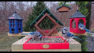 Bird watching at active bird feeder