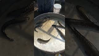 Narsapur Fish Market Maral#shots#fishing#maralfish