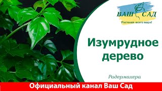 Изумрудное дерево или Радермахера. Ваш сад