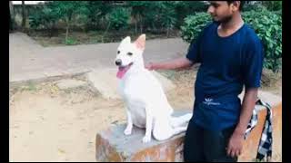 Mintbowl dog wheelchairs India Woofy enjoy to Walk again Mob 9979035679 paralyzed handicap dog cart