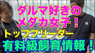 神回‼️世界メダカ奇行٩( 'ω' )و福岡県筑紫めだかさんへ突撃最終編/ダルマメダカの交配選別方法を公開！メダカとは？