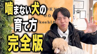 噛まない犬を育てるしつけ法5選【ドッグトレーナー解説】