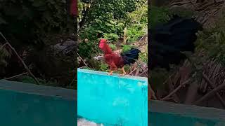 இதான் மரசெக்குல ஆட்டுன சுத்தமான முட்டாளா 🤣🤣🤣#@ambaikozhicomedy #funny_chicken #funnyvideo