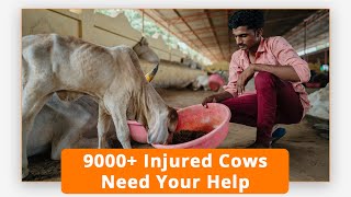 Help Shree Jalaram Gaushala Rescue And Care For Sick Cows