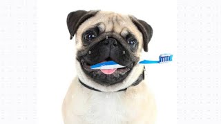 brushing teeth for dog | Funny dog videos
