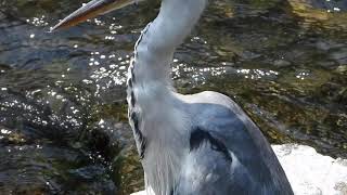 アオサギGrey heron（青鷺、蒼鷺、Ardea cinerea）鳥綱ペリカン目サギ科　DSCN4522