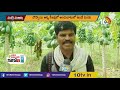 ఎకరా బొప్పాయి సాగుతో రూ. 3లక్షల ఆదాయం huge profits with papaya cultivation matti manishi