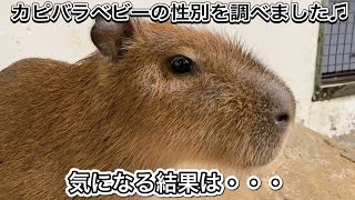 ３頭のカピバラベビーの性別を調べました♫気になる結果を発表です！！