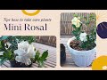 Tips para maganda ang halaman #rosal #minirosal #gardeningideas #backyardgardening #gardeningtips