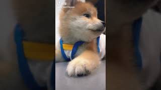 Cute Baby Dog 🐶 So Naic vedio.   #cute #dog #viralvideo