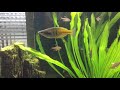 愛魚❤️ 金鯧monodactylus argenteus 石美人rainbowfish七彩 discus 天然水草缸 npt