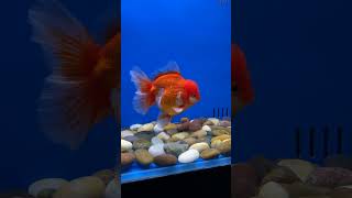 美しい金魚 #aquarium #Goldfish