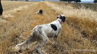 Bıldırcın Avı - ErcanPointer Setter Carmen & Cobra - 2022 Av Sezonu Caccia alle quaglie