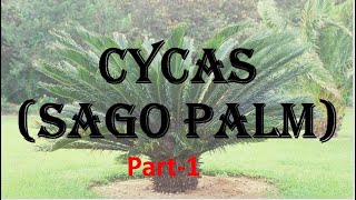 Cycas, systematic position, External Morphology and internal strucutures