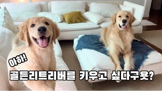 골든리트리버를 키우고 싶다구요??(예비견주님들을 위한 상식)