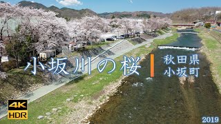 小坂川の桜【4K】秋田県小坂町2019