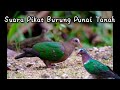 Suara Pikat/pemanggil burung punai tanah