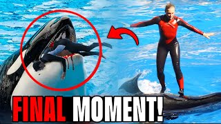 The DEVASTATING Truth Behind Dawn Brancheau's Final Moments In Seaworld