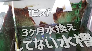 初繁殖したアピスト水槽が地獄になってるので何とかする\u0026稚魚の成長過程をお届け。#241【アクアリウム】