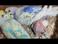 rainbowbudgies spangles lovebirds chicks familyguy birds nabhaanaviary couples familyvlog