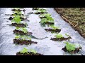 季節を耕す物語　「雨に耐えるかぼちゃ」