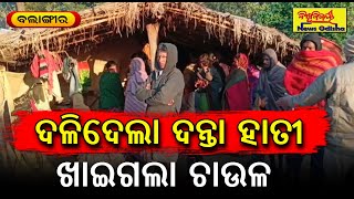 ଦଳିଦେଲା ଦନ୍ତା ହାତୀ ଖାଇଗଲା ଚାଉଳ || Balangir